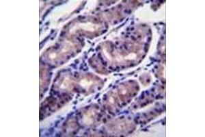 Immunohistochemistry analysis in formalin fixed and paraffin embedded human stomach tissue reacted with FOXA2 / HNF3B Antibody (Center) followed by peroxidase conjugation of the secondary antibody and DAB staining. (FOXA2 antibody  (Middle Region))