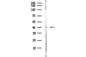 anti-Protein Kinase Protein SgK196 (SGK196) antibody