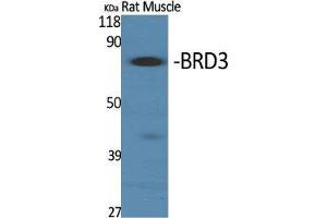 Western Blot (WB) analysis of specific cells using BRD3 Polyclonal Antibody. (BRD3 antibody  (C-Term))