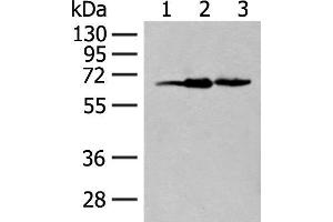 Western blot analysis of 293T cell lysates using EXOSC9 Polyclonal Antibody at dilution of 1:400