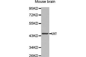 Western Blotting (WB) image for anti-Ubiquitously-Expressed, Prefoldin-Like Chaperone (UXT) (AA 13-169) antibody (ABIN1683236) (UXT antibody  (AA 13-169))