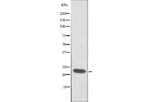 Western blot analysis of extracts from HT-29 cells, using ATP5S antibody. (ATP5S antibody  (Internal Region))