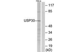 Western Blotting (WB) image for anti-Ubiquitin Specific Peptidase 30 (Usp30) (AA 31-80) antibody (ABIN2890673) (Usp30 antibody  (AA 31-80))