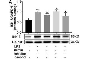 Western Blotting (WB) image for anti-Inhibitor of kappa Light Polypeptide Gene Enhancer in B-Cells, Kinase beta (IKBKB) (AA 630-730) antibody (ABIN3022876)