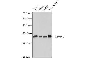 Western blot analysis of extracts of various cell lines, using Gemin 2 antibody (ABIN7267366) at 1:1000 dilution. (SIP1 antibody)