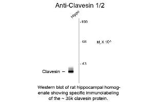Western Blot of Anti-Clavesin (Rabbit) Antibody - 612-401-D17 Western Blot of Anti-Clavesin (Rabbit) Antibody. (Clavesin 1 antibody  (C-Term))