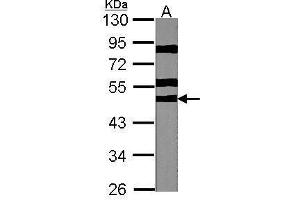WB Image Sample (30 ug of whole cell lysate) A:NIH-3T3 10% SDS PAGE antibody diluted at 1:1000
