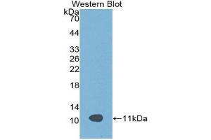 Western Blotting (WB) image for anti-Apolipoprotein C-III (APOC3) (AA 21-101) antibody (ABIN3201638)