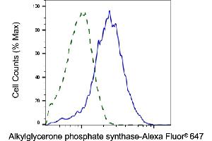 Validation of Alkylglycerone phosphate synthase knockdown using flow cytometry.