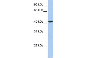 WB Suggested Anti-FAM105A Antibody Titration:  0. (FAM105A antibody  (Middle Region))