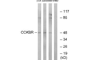 Western blot analysis of extracts from COS-7 cells, A549 cells and K562 cells, using CCKBR antibody. (CCKBR antibody)