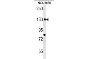 CTTB2 Antibody (N-term) (ABIN651681 and ABIN2840358) western blot analysis in NCI- cell line lysates (35 μg/lane). (CTTNBP2 antibody  (N-Term))