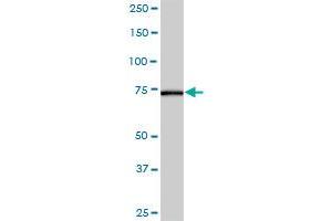 AK7 MaxPab polyclonal antibody. (Adenylate Kinase 7 antibody  (AA 1-656))