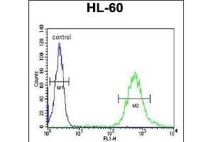 WDTC1 Antibody (C-term) (ABIN651137 and ABIN2840092) flow cytometric analysis of HL-60 cells (right histogram) compared to a negative control cell (left histogram). (WDTC1 antibody  (C-Term))