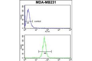 Flow cytometry analysis of MDA-MB231 cells (bottom histogram) compared to a negative control cell (top histogram). (TGOLN2 antibody  (C-Term))