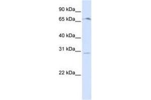 Image no. 1 for anti-Olfactory Receptor, Family 6, Subfamily C, Member 75 (OR6C75) (C-Term) antibody (ABIN6740881) (OR6C75 antibody  (C-Term))