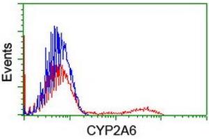 HEK293T cells transfected with either RC222995 overexpress plasmid (Red) or empty vector control plasmid (Blue) were immunostained by anti-CYP2A6 antibody (ABIN2455221), and then analyzed by flow cytometry. (CYP2A6 antibody)