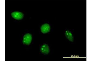 Immunofluorescence of purified MaxPab antibody to C8orf33 on HeLa cell. (C8orf33 antibody  (AA 1-229))