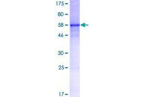 C1QTNF9 Protein (AA 1-333) (GST tag)