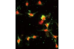 Immunofluorescence analysis of CCL2 Antibody (C-term) with hela cells.