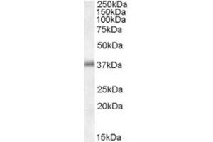 Image no. 1 for anti-Linker For Activation of T Cells (LAT) (C-Term) antibody (ABIN374446) (LAT antibody  (C-Term))