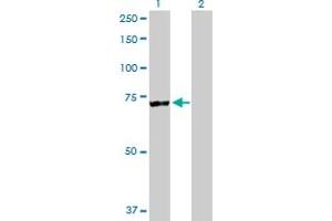 Western Blot analysis of RARS expression in transfected 293T cell line by RARS MaxPab polyclonal antibody. (RARS antibody  (AA 1-660))