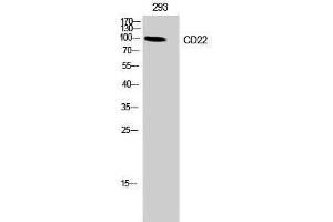Western Blotting (WB) image for anti-CD22 Molecule (CD22) (Ser214) antibody (ABIN3174249) (CD22 antibody  (Ser214))