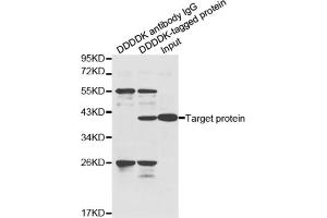 Immunoprecipitation of over-expressed DDDDK-tagged protein in HeLa cell incubated with DDDDK antibody. (DDDDK Tag antibody)