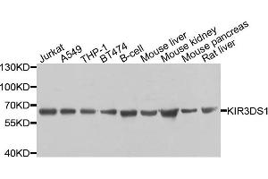 Western blot analysis of extracts of various cells, using KIR3DS1 antibody. (KIR3DS1 antibody)