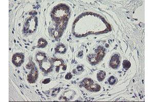 Image no. 1 for anti-RIO Kinase 2 (RIOK2) (AA 277-552) antibody (ABIN1491304) (RIOK2 antibody  (AA 277-552))