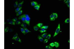 Immunofluorescence staining of Hela cells with ABIN7163520 at 1:33, counter-stained with DAPI.