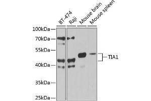 Western blot analysis of extracts of various cell lines, using TI antibody (2523) at 1:1000 dilution. (TIA1 antibody  (C-Term))
