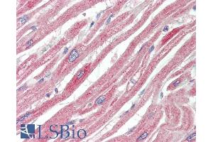 ABIN5539920 (10µg/ml) staining of paraffin embedded Human Heart. (MAPK6 antibody  (Internal Region))