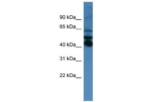 40787 antibody used at 0. (Septin 1 antibody  (N-Term))