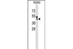 ZNRF4 Antibody (N-term) (ABIN1538971 and ABIN2849861) western blot analysis in K562 cell line lysates (35 μg/lane). (ZNRF4 antibody  (N-Term))