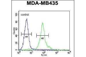 CCDC81 Antibody (Center) (ABIN655424 and ABIN2844962) flow cytometric analysis of MDA-M cells (right histogram) compared to a negative control cell (left histogram). (CCDC81 antibody  (AA 380-408))