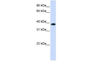 Western Blotting (WB) image for anti-Glycerol-3-Phosphate Dehydrogenase 1-Like (GPD1L) antibody (ABIN2459858) (GPD1L antibody)