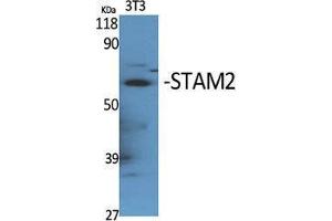 Western Blotting (WB) image for anti-Signal Transducing Adaptor Molecule (SH3 Domain and ITAM Motif) 2 (STAM2) (Tyr531) antibody (ABIN3180331) (STAM2 antibody  (Tyr531))