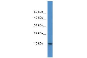 WB Suggested Anti-DNAJC19 Antibody Titration: 0.