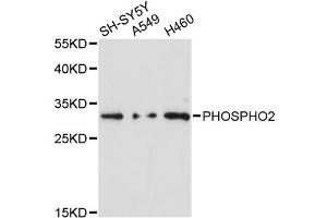 Western blot analysis of extracts of various cell lines, using PHOSPHO2 antibody (ABIN6292820) at 1:3000 dilution.