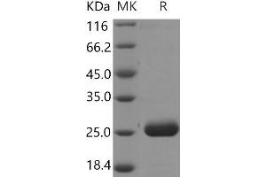 Western Blotting (WB) image for Prolactin Family 2, Subfamily A, Member 1 (PRL2A1) protein (His tag) (ABIN7321062) (Prolactin Family 2, Subfamily A, Member 1 (PRL2A1) protein (His tag))