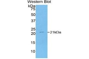 Western Blotting (WB) image for anti-TAR DNA Binding Protein (TARDBP) (AA 104-262) antibody (ABIN1860694) (TARDBP antibody  (AA 104-262))