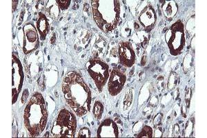 Immunohistochemical staining of paraffin-embedded Human Kidney tissue using anti-PDE1B mouse monoclonal antibody. (PDE1B antibody)