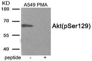 Western blot analysis of extracts from A549 cells treated with PMA using Phospho-Akt (Ser129) antibody. (AKT1 antibody  (pSer129))
