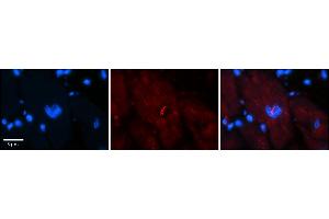 Rabbit Anti-NFATC1 Antibody    Formalin Fixed Paraffin Embedded Tissue: Human Adult heart  Observed Staining: Nuclear, Cytoplasmic Primary Antibody Concentration: 1:100 Secondary Antibody: Donkey anti-Rabbit-Cy2/3 Secondary Antibody Concentration: 1:200 Magnification: 20X Exposure Time: 0. (NFATC1 antibody  (C-Term))