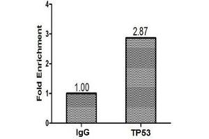 Chromatin Immunoprecipitation Hela (1. (p53 antibody  (AA 2-393))