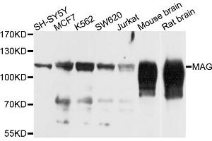 Western blot analysis of extracts of various cell lines, using MAG antibody (ABIN5974320) at 1/1000 dilution. (MAG antibody)