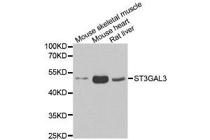 Western blot analysis of extracts of various cell lines, using ST3GAL3 antibody. (ST3GAL3 antibody)