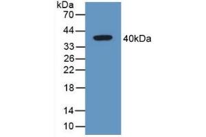 Detection of Recombinant GAL4, Mouse using Polyclonal Antibody to Galectin 4 (GAL4) (GAL4 antibody  (AA 1-326))