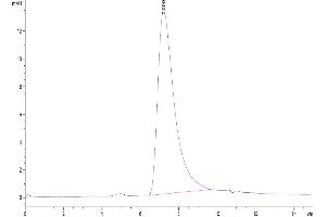 The purity of Human Sirpa V8 is greater than 95 % as determined by SEC-HPLC. (SIRP AlphaV8 protein (His-Avi Tag))